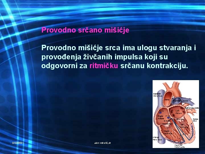 Provodno srčano mišićje Provodno mišićje srca ima ulogu stvaranja i provođenja živčanih impulsa koji