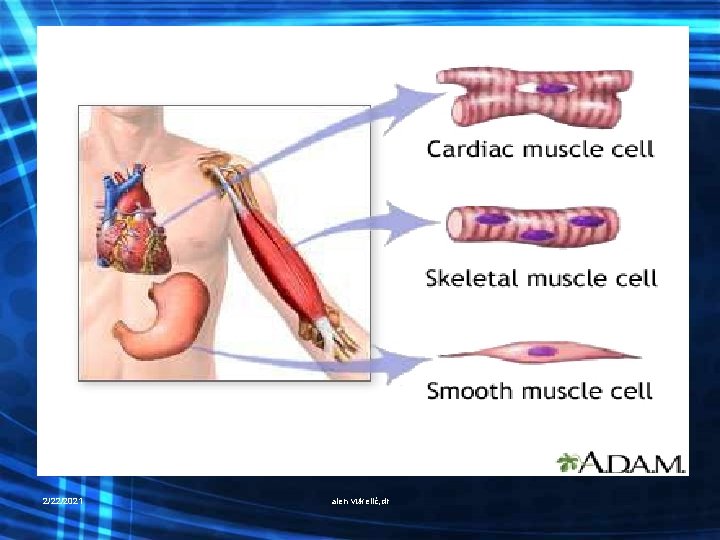 2/22/2021 alen vukelić, dr 