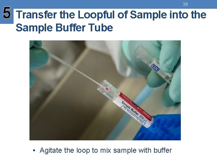 28 5 Transfer the Loopful of Sample into the Sample Buffer Tube • Agitate