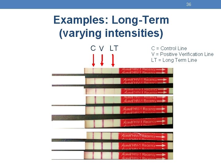 36 Examples: Long-Term (varying intensities) C V LT C = Control Line V =