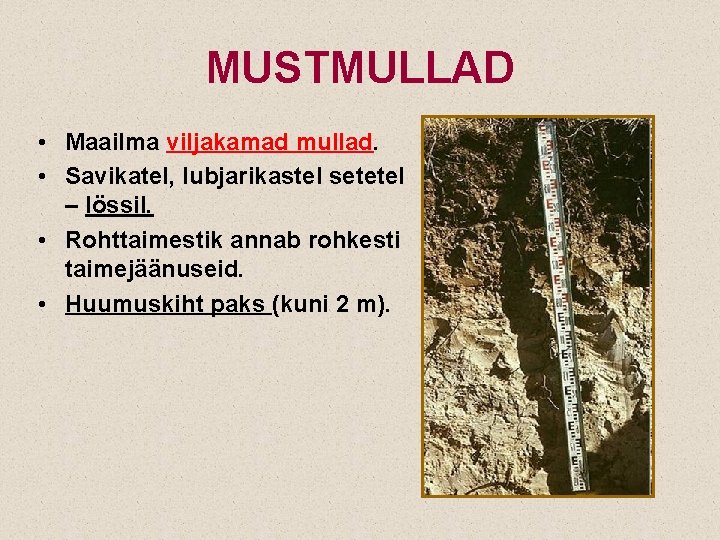 MUSTMULLAD • Maailma viljakamad mullad. • Savikatel, lubjarikastel setetel – lössil. • Rohttaimestik annab