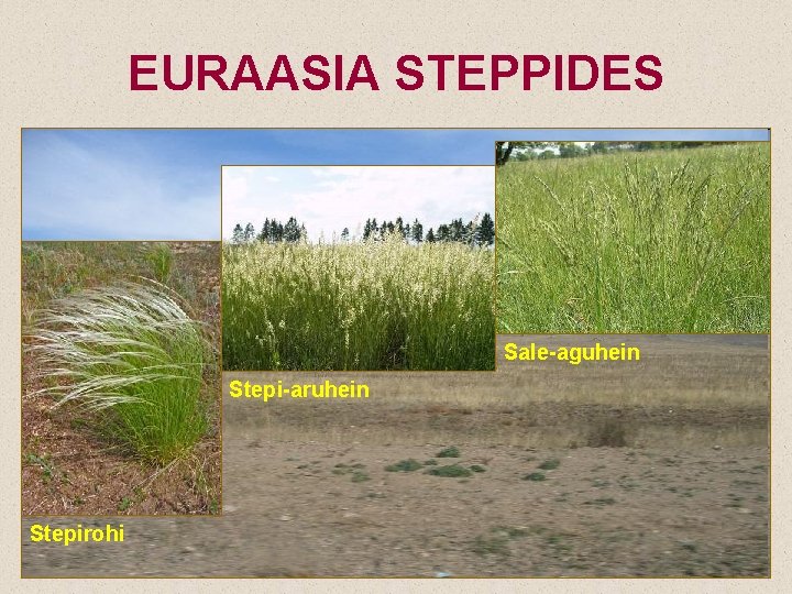 EURAASIA STEPPIDES Sale-aguhein Stepi-aruhein Stepirohi 