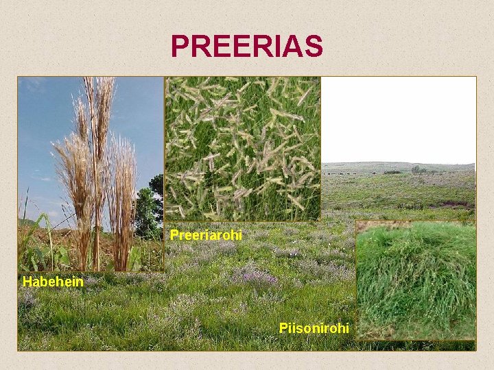PREERIAS Preeriarohi Habehein Piisonirohi 