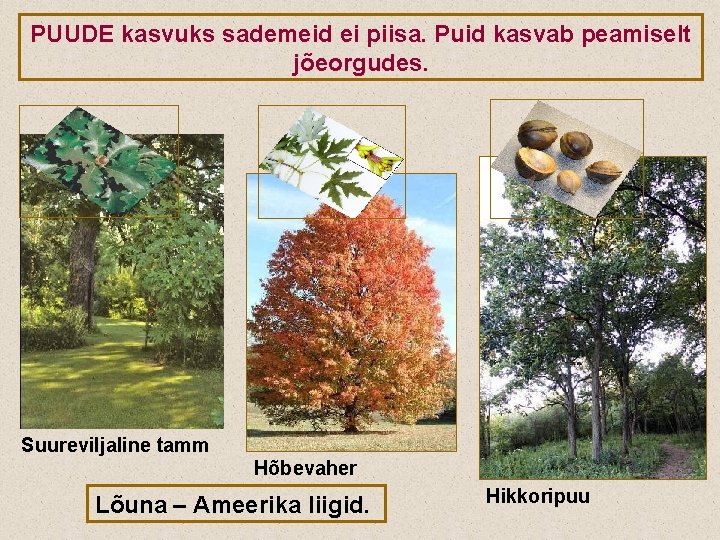 PUUDE kasvuks sademeid ei piisa. Puid kasvab peamiselt jõeorgudes. Suureviljaline tamm Hõbevaher Lõuna –