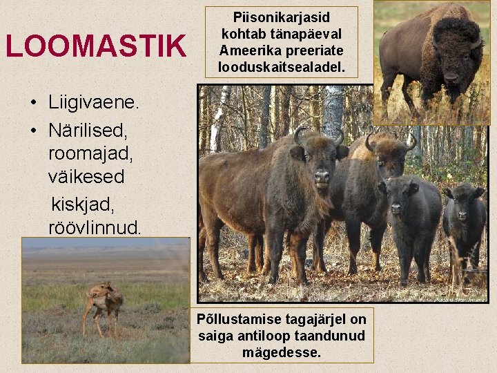 LOOMASTIK Piisonikarjasid kohtab tänapäeval Ameerika preeriate looduskaitsealadel. • Liigivaene. • Närilised, roomajad, väikesed kiskjad,