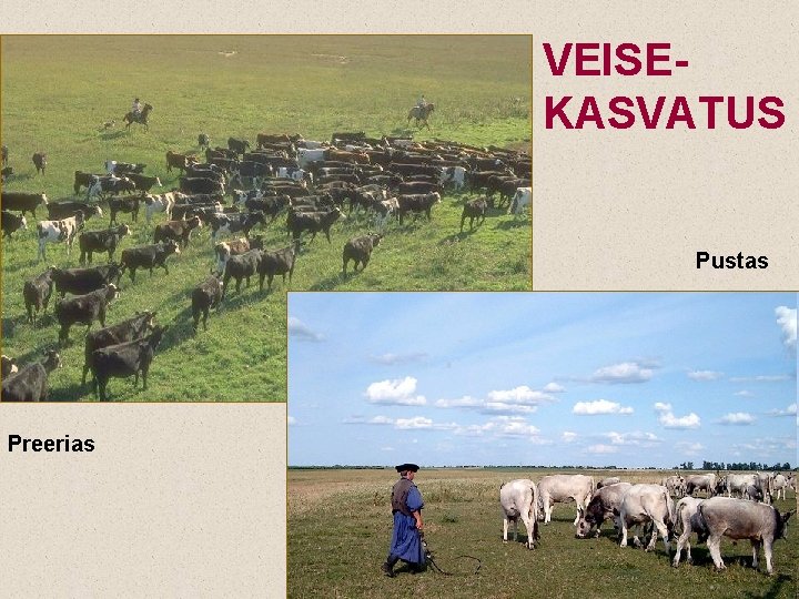 VEISEKASVATUS Pustas Preerias 