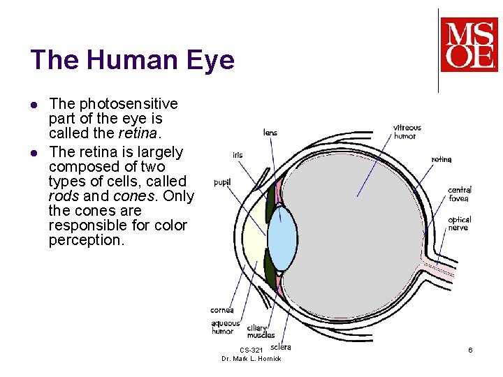 The Human Eye l l The photosensitive part of the eye is called the