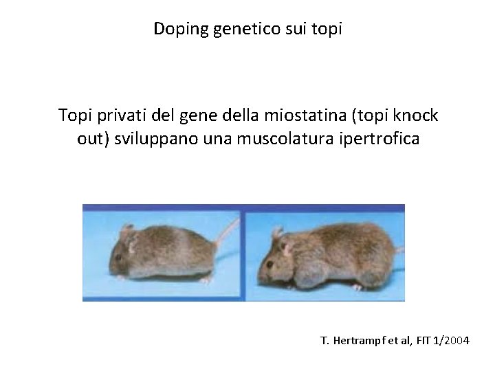 Doping genetico sui topi Topi privati del gene della miostatina (topi knock out) sviluppano