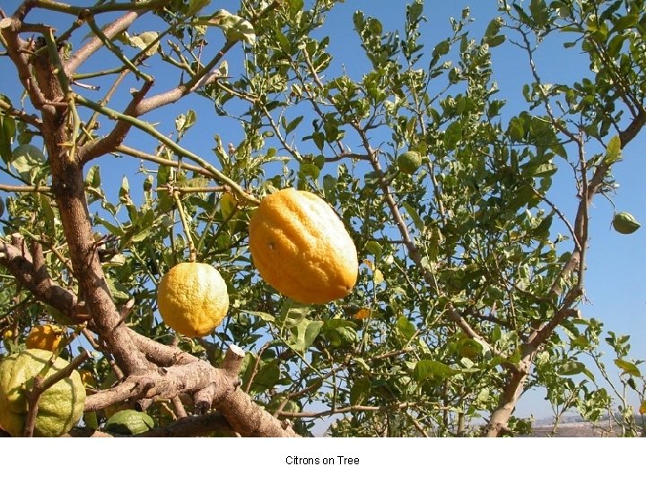 Citrons on Tree 