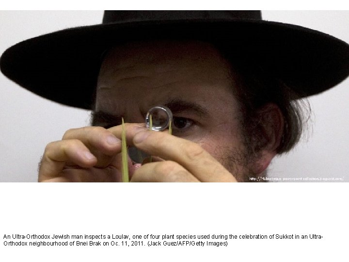 An Ultra-Orthodox Jewish man inspects a Loulav, one of four plant species used during