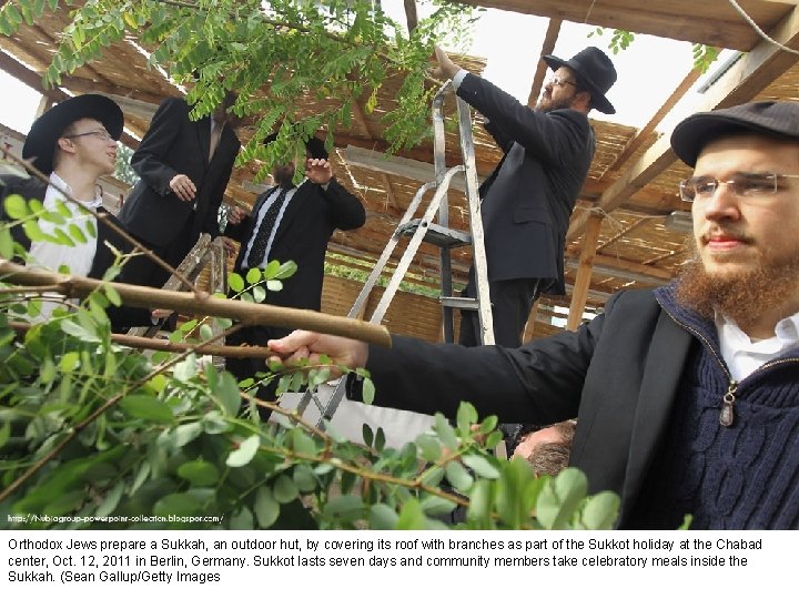 Orthodox Jews prepare a Sukkah, an outdoor hut, by covering its roof with branches