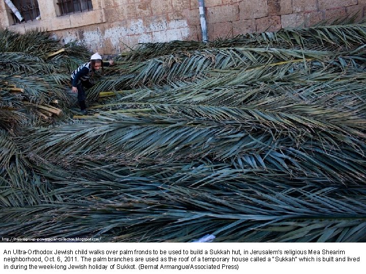 An Ultra-Orthodox Jewish child walks over palm fronds to be used to build a