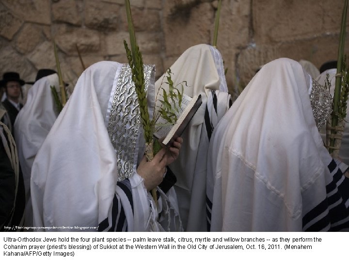 Ultra-Orthodox Jews hold the four plant species -- palm leave stalk, citrus, myrtle and