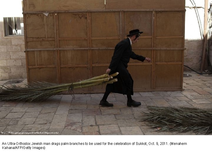 An Ultra-Orthodox Jewish man drags palm branches to be used for the celebration of