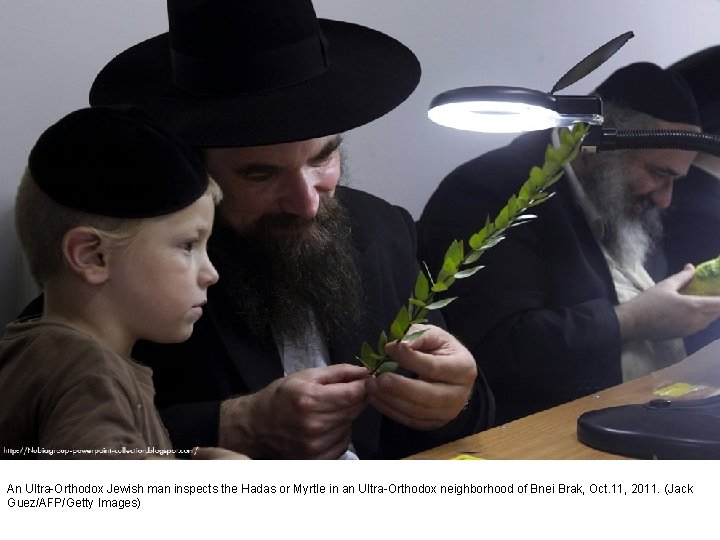An Ultra-Orthodox Jewish man inspects the Hadas or Myrtle in an Ultra-Orthodox neighborhood of