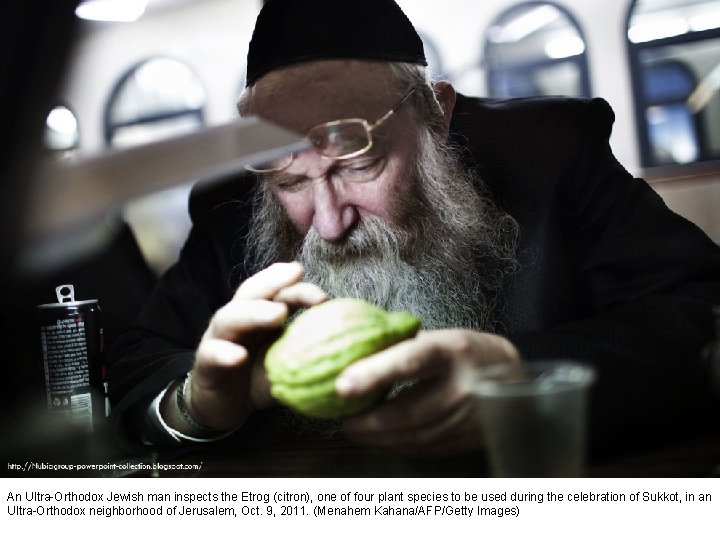 An Ultra-Orthodox Jewish man inspects the Etrog (citron), one of four plant species to