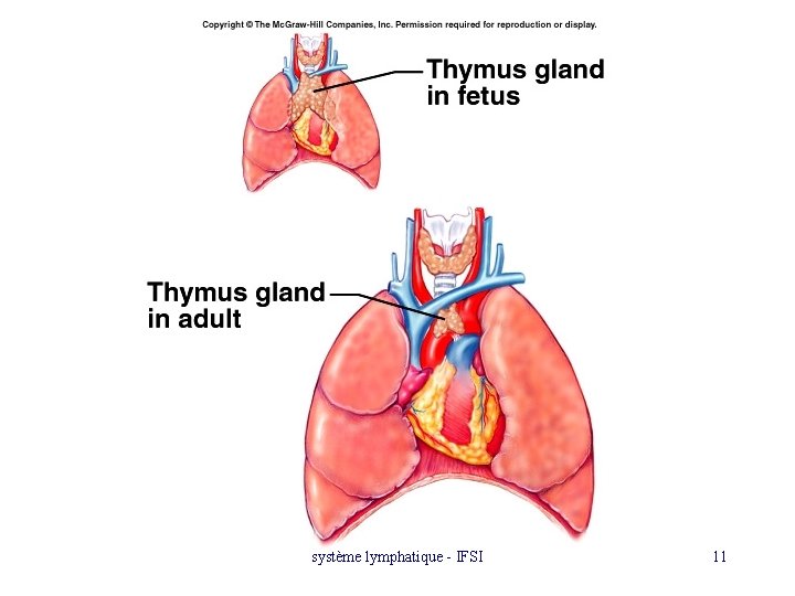 système lymphatique - IFSI 11 