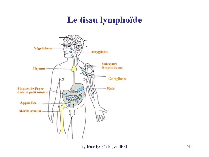 Le tissu lymphoïde Ganglions système lymphatique - IFSI 20 