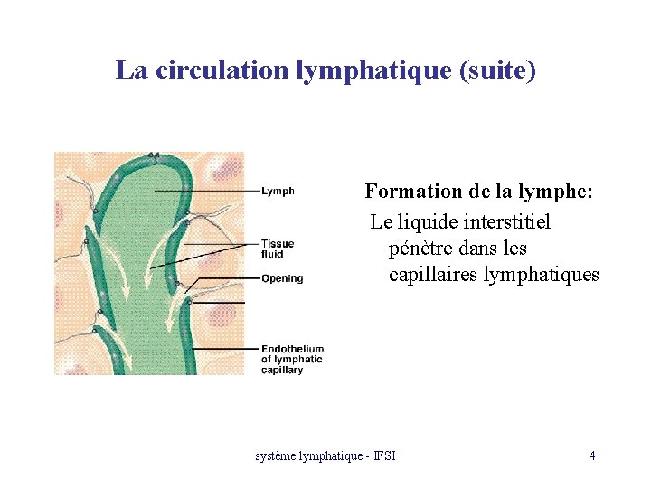 La circulation lymphatique (suite) Formation de la lymphe: Le liquide interstitiel pénètre dans les