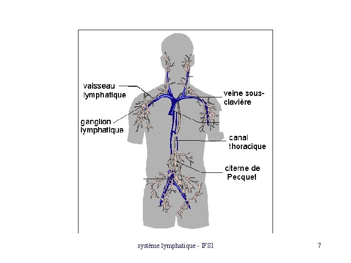 système lymphatique - IFSI 7 