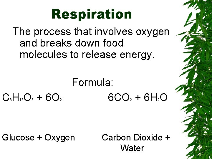Respiration The process that involves oxygen and breaks down food molecules to release energy.