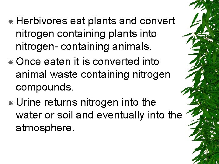  Herbivores eat plants and convert nitrogen containing plants into nitrogen- containing animals. Once