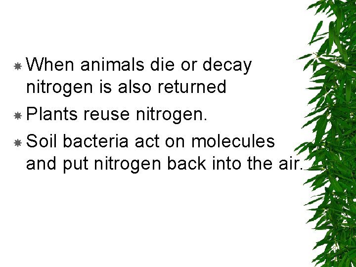  When animals die or decay nitrogen is also returned Plants reuse nitrogen. Soil