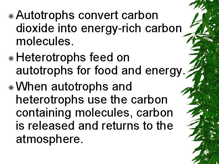  Autotrophs convert carbon dioxide into energy-rich carbon molecules. Heterotrophs feed on autotrophs for