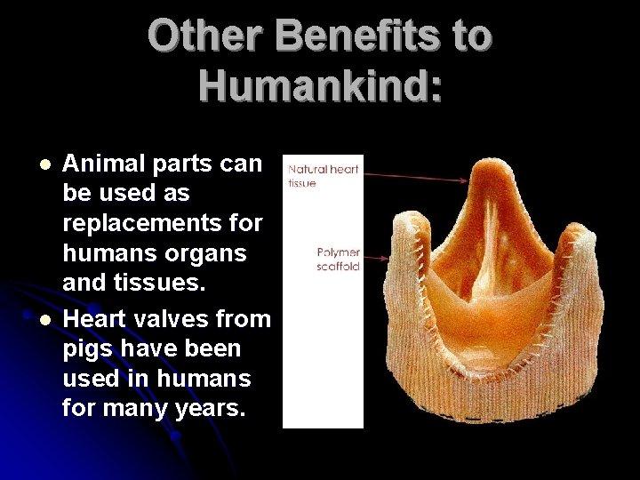 Other Benefits to Humankind: l l Animal parts can be used as replacements for