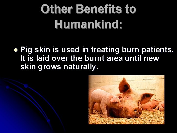 Other Benefits to Humankind: l Pig skin is used in treating burn patients. It