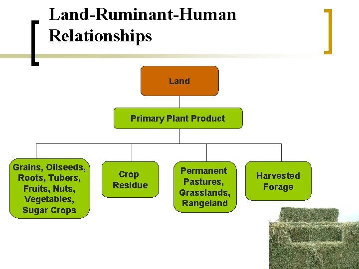 Land-Ruminant-Human Relationships Land Primary Plant Product Grains, Oilseeds, Roots, Tubers, Fruits, Nuts, Vegetables, Sugar