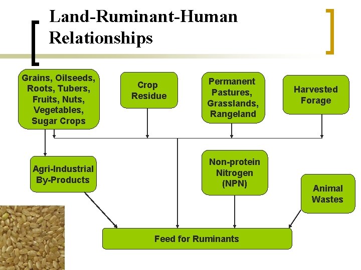 Land-Ruminant-Human Relationships Grains, Oilseeds, Roots, Tubers, Fruits, Nuts, Vegetables, Sugar Crops Agri-Industrial By-Products Crop