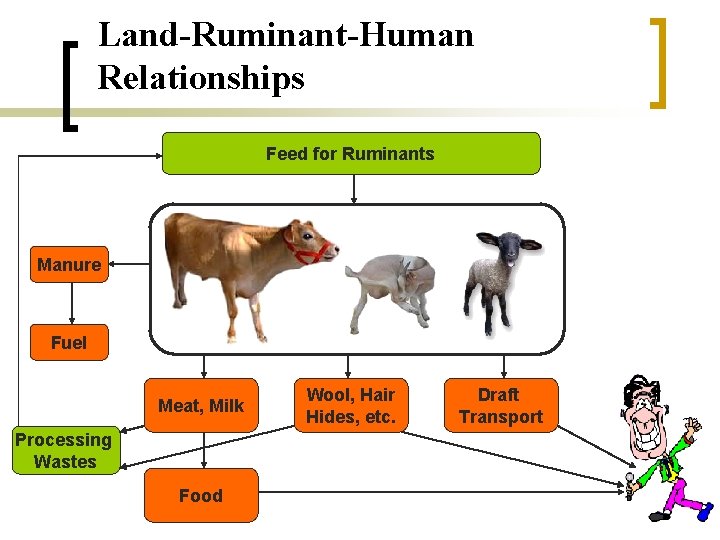 Land-Ruminant-Human Relationships Feed for Ruminants Manure Fuel Meat, Milk Processing Wastes Food Wool, Hair