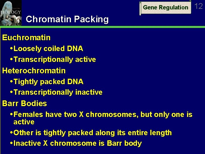 Gene Regulation Chromatin Packing Euchromatin Loosely coiled DNA Transcriptionally active Heterochromatin Tightly packed DNA