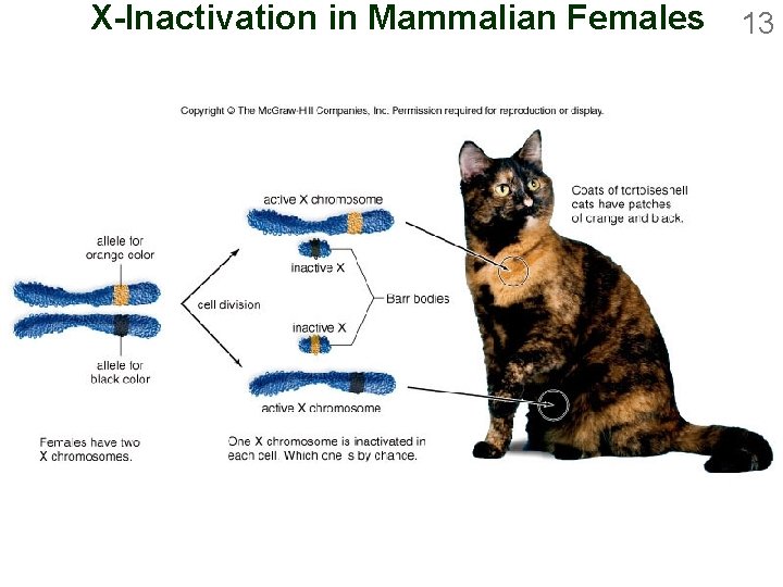 X-Inactivation in Mammalian Females 13 