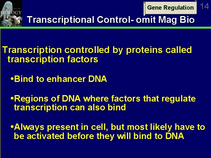 Gene Regulation 14 Transcriptional Control- omit Mag Bio Transcription controlled by proteins called transcription
