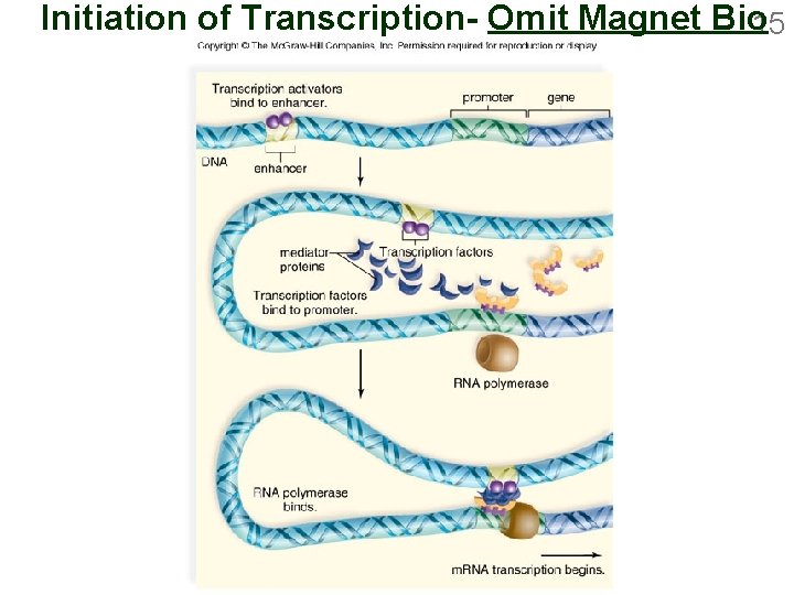 Initiation of Transcription- Omit Magnet Bio 15 