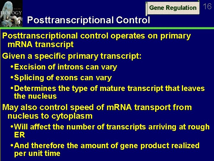 Gene Regulation 16 Posttranscriptional Control Posttranscriptional control operates on primary m. RNA transcript Given
