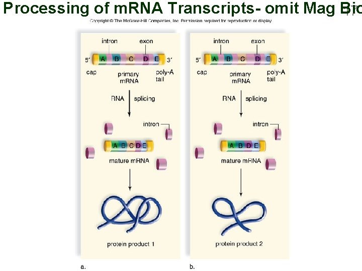 Processing of m. RNA Transcripts- omit Mag Bio 17 