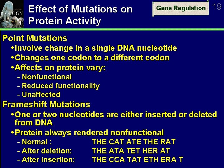 Effect of Mutations on Protein Activity Gene Regulation 19 Point Mutations Involve change in