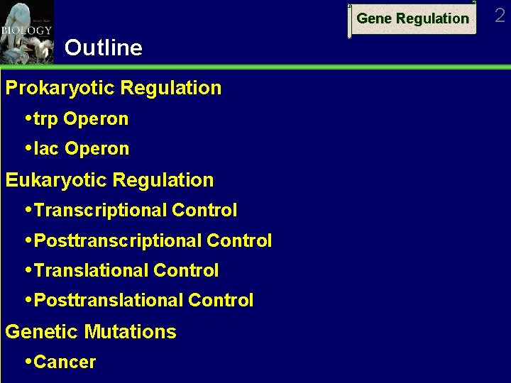 Gene Regulation Outline Prokaryotic Regulation trp Operon lac Operon Eukaryotic Regulation Transcriptional Control Posttranscriptional