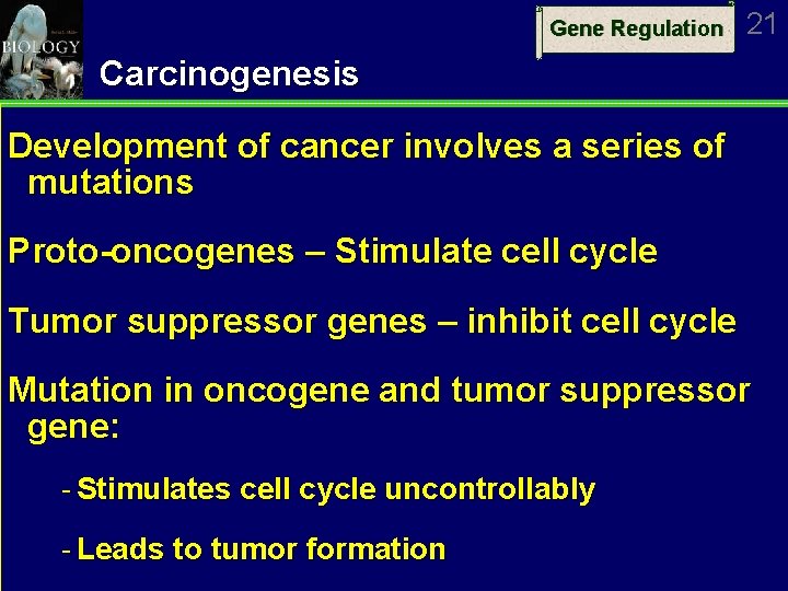 Gene Regulation 21 Carcinogenesis Development of cancer involves a series of mutations Proto-oncogenes –