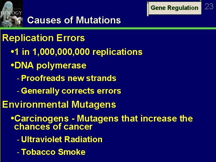 Gene Regulation Causes of Mutations Replication Errors 1 in 1, 000, 000 replications DNA