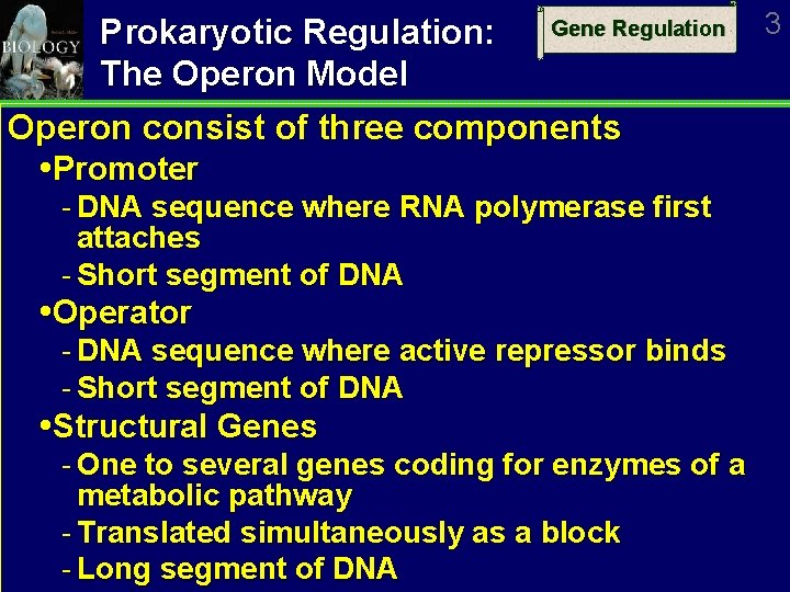 Gene Regulation Prokaryotic Regulation: The Operon Model Operon consist of three components Promoter DNA