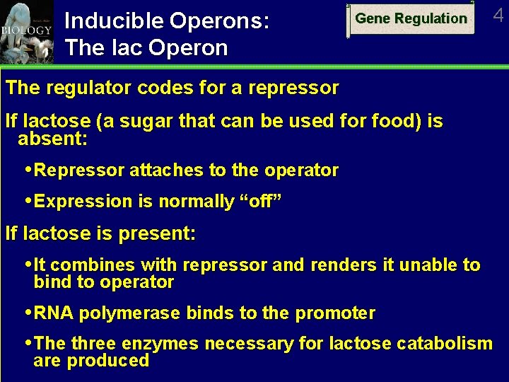 Inducible Operons: The lac Operon Gene Regulation 4 The regulator codes for a repressor