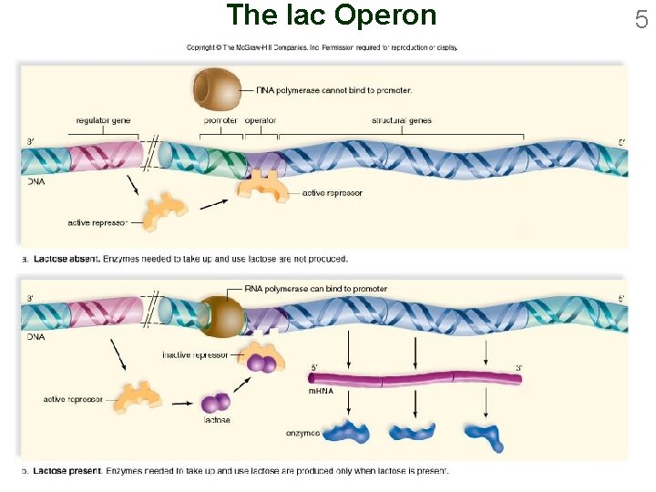 The lac Operon 5 