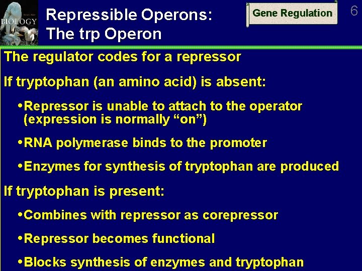 Repressible Operons: The trp Operon Gene Regulation The regulator codes for a repressor If