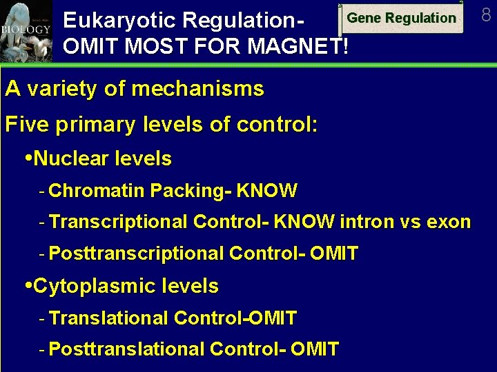 Gene Regulation Eukaryotic Regulation. OMIT MOST FOR MAGNET! A variety of mechanisms Five primary