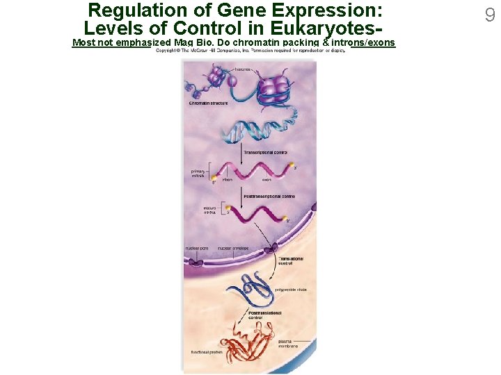 Regulation of Gene Expression: Levels of Control in Eukaryotes- Most not emphasized Mag Bio.