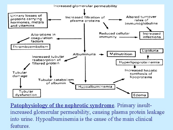 Patophysiology of the nephrotic syndrome. Primary insultincreased glomerular permeability, causing plasma protein leakage into